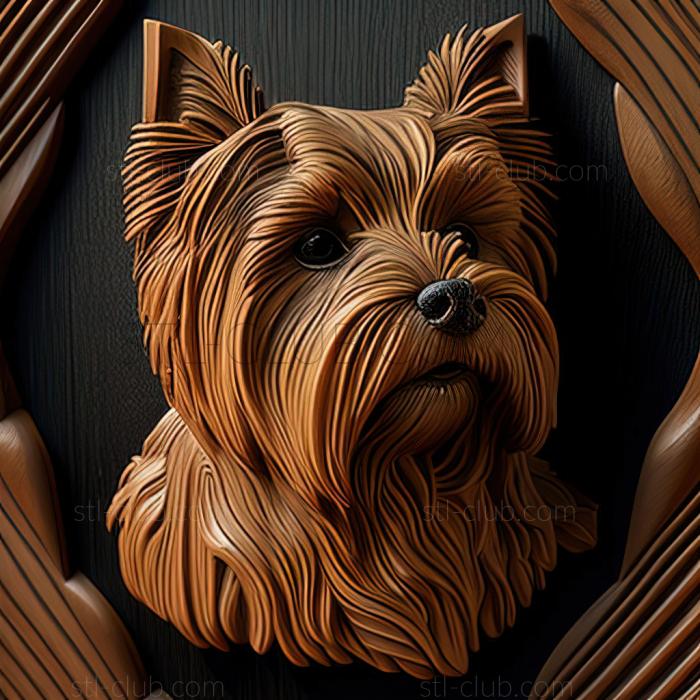 st Beaver is a Yorkshire terrier dog